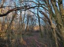 Bois de Vélaines